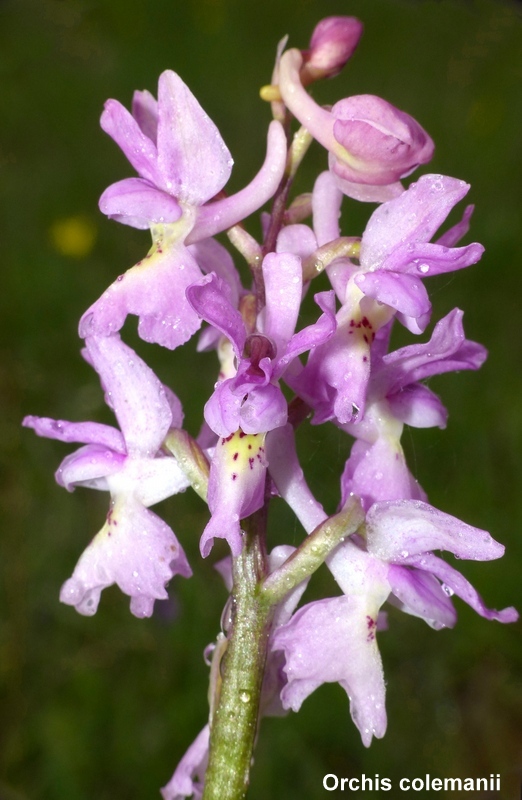 Il lago di Campotosto, orchidee, maltempo eschiarite! maggio/giugno 2023.